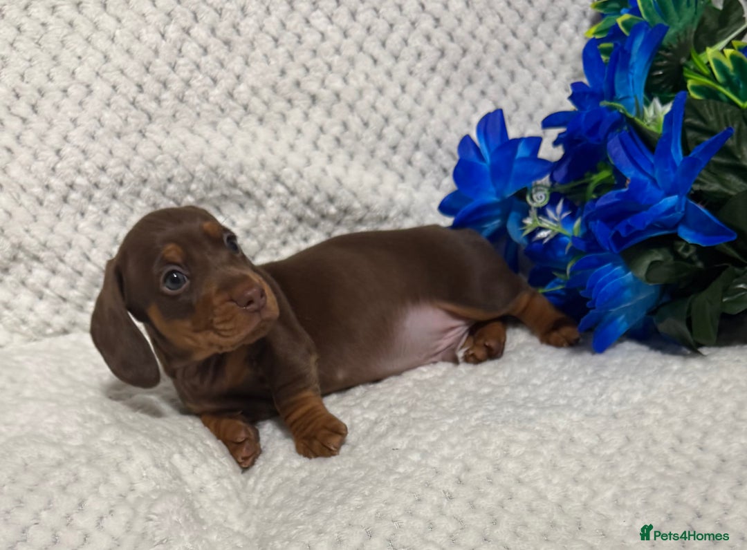 Miniature Dachshund dogs for sale: BEAUTIFUL KC MINI DACHSHUND READY TO LEAVE 23/12   - Advert 28
