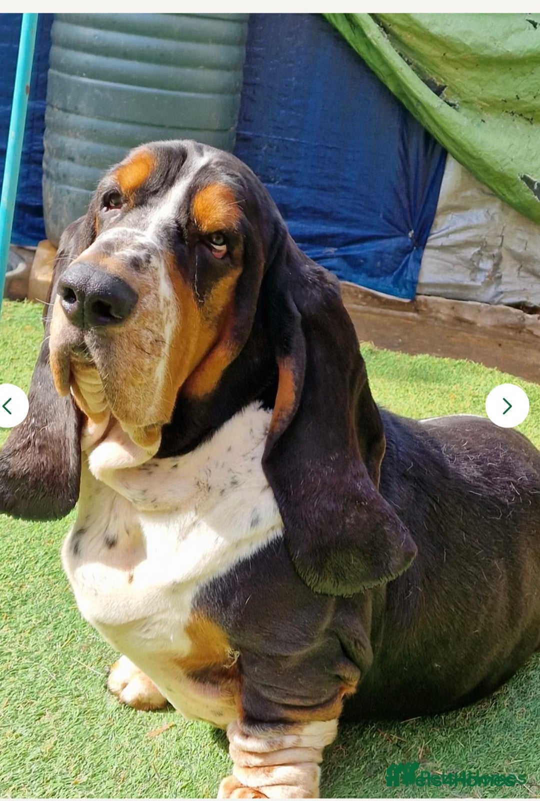 Basset Hound dogs for sale: Basset hound puppies for sale!! KC reg. - Image 13