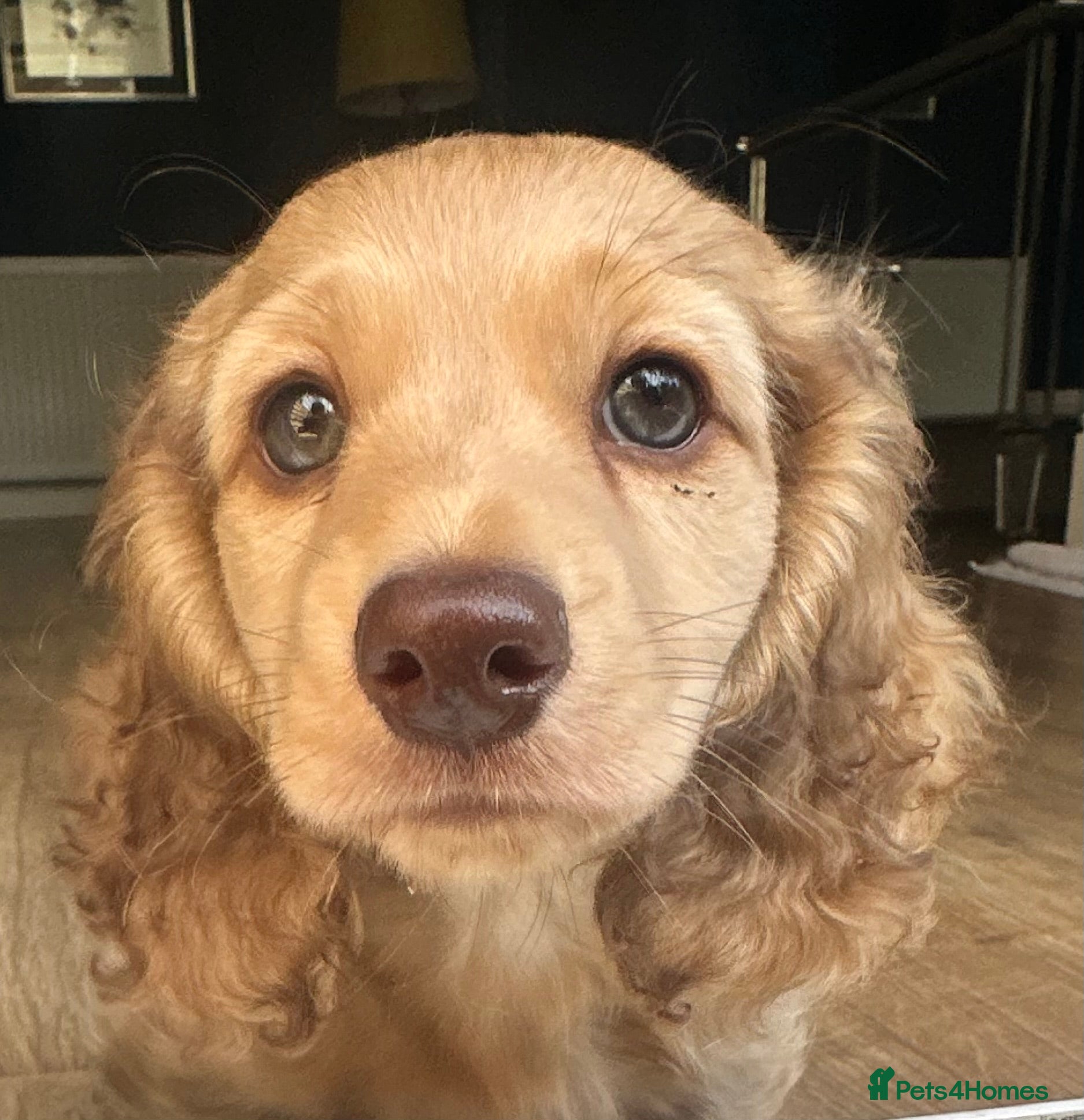 Dachshund dogs Cream longhair miniature dachshund  - Advert 2