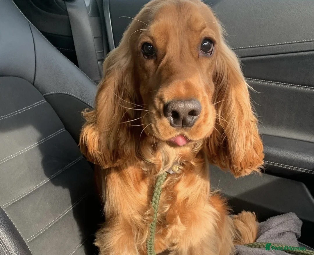 Cocker Spaniel dogs for sale: 5-Year-Old Show Cocker Spaniel – Bentley (FREE) - Advert 2