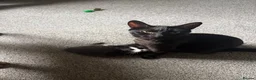 Mixed Breed cats for sale: Kittens for sale - Advert 10
