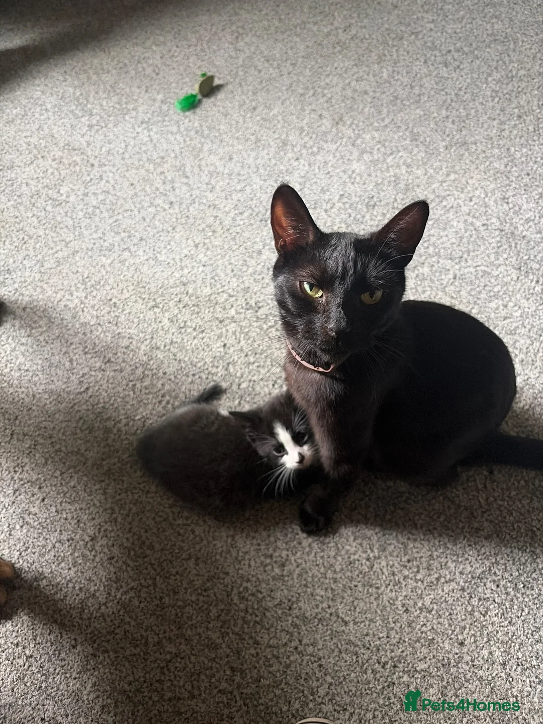 Mixed Breed cats for sale: Kittens for sale - Advert 10
