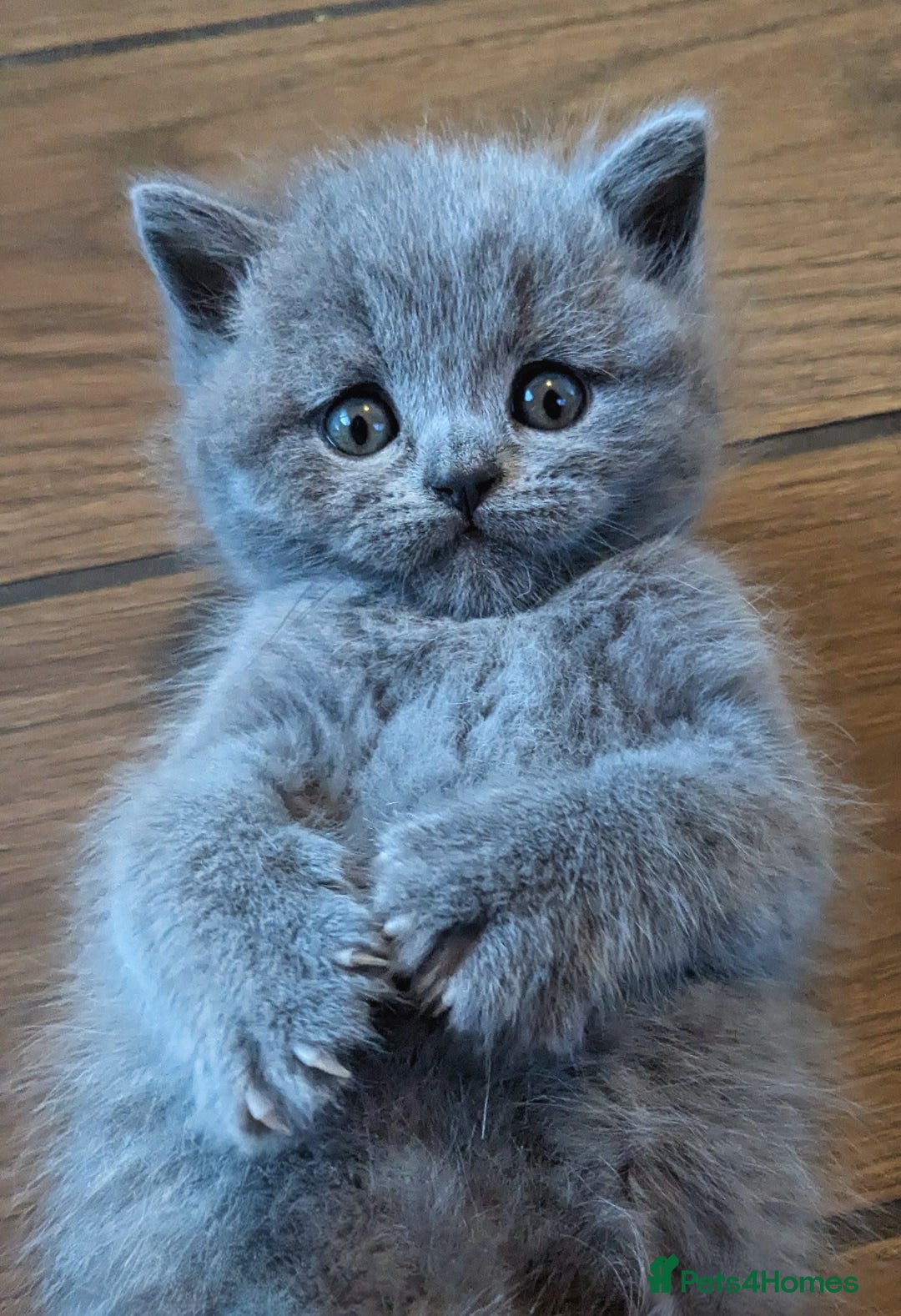 Scottish Fold cats for sale: TICA Reg. Pedigree Scottish Fold/Straight kittens  - Image 5