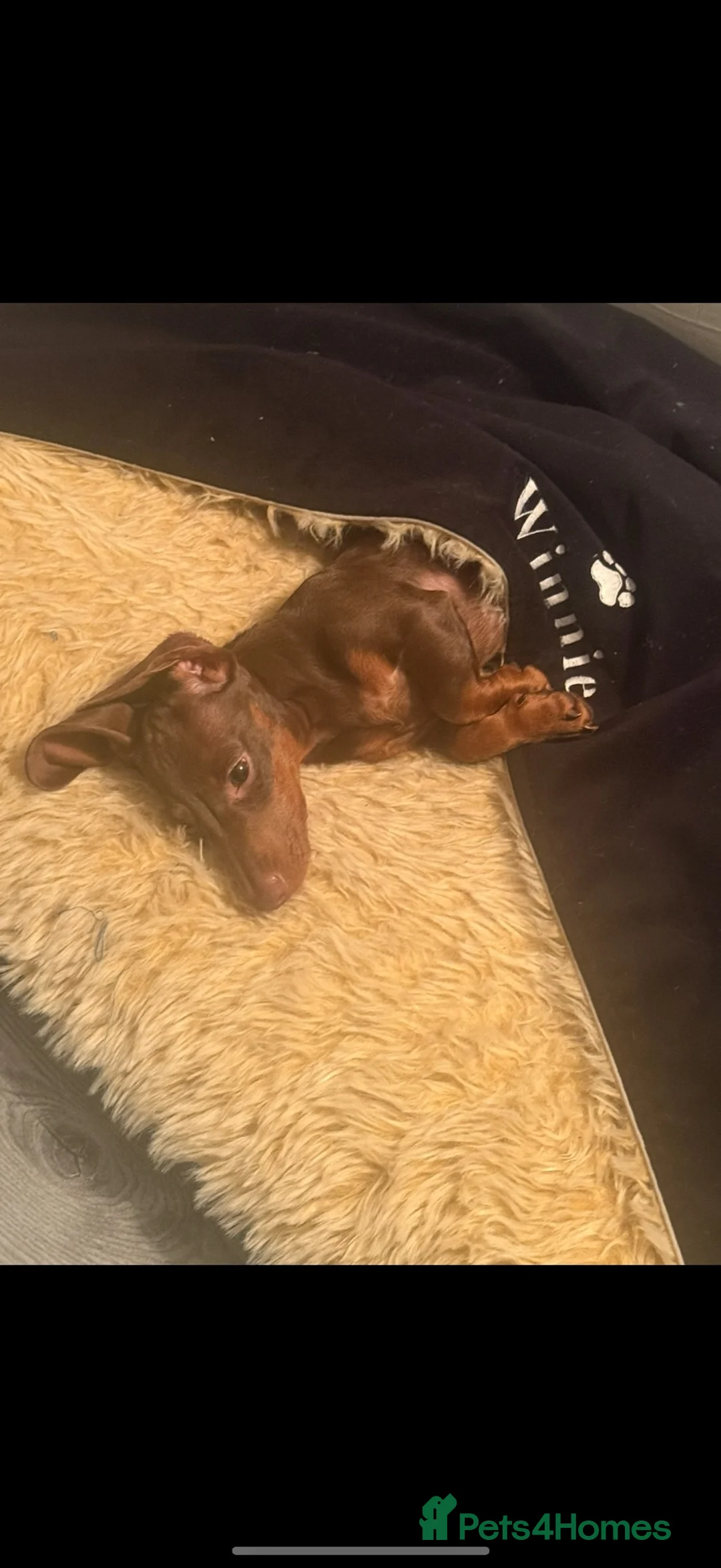Dachshund dogs for sale: 1 year old male miniature dachshund  - Advert 11
