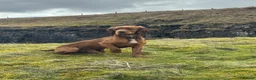 Cocker Spaniel dogs for sale: Outstanding Boys - Advert 22