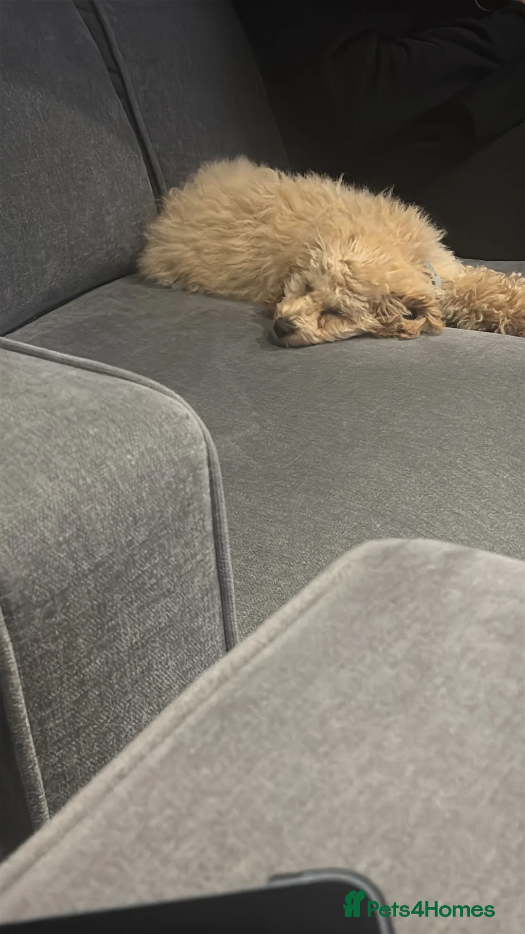 Toy Poodle dogs for sale: Cupcake - Advert 2