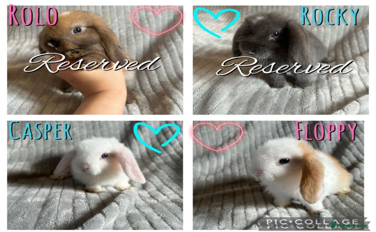 Mini Lop rabbits - Advert 4