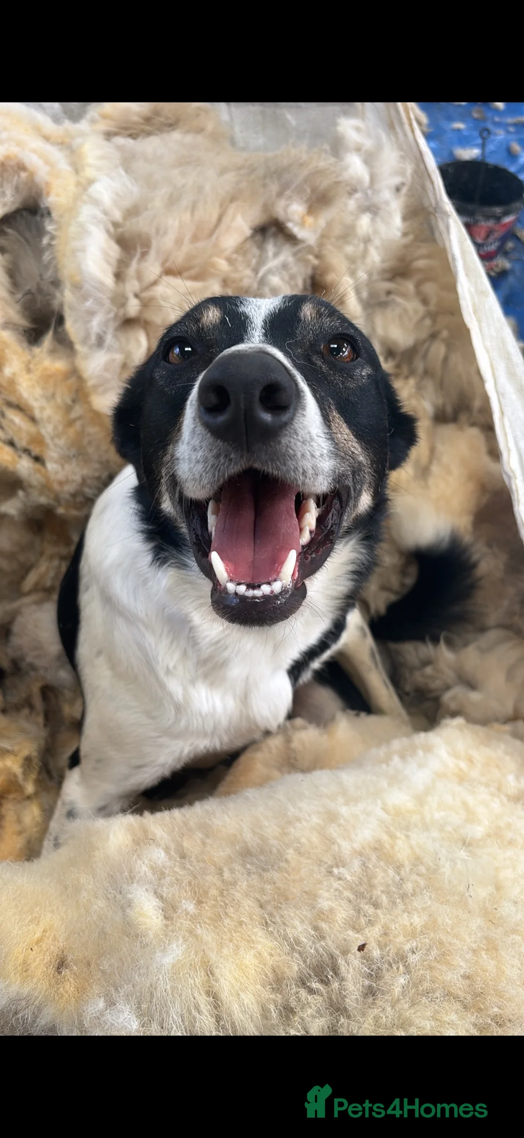 Borador dogs for sale: Collie x Labrador pups  in Llandrindod Wells - Advert 18