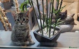 Maine Coon cats for sale: Maine coon cross kittens  - Advert 8