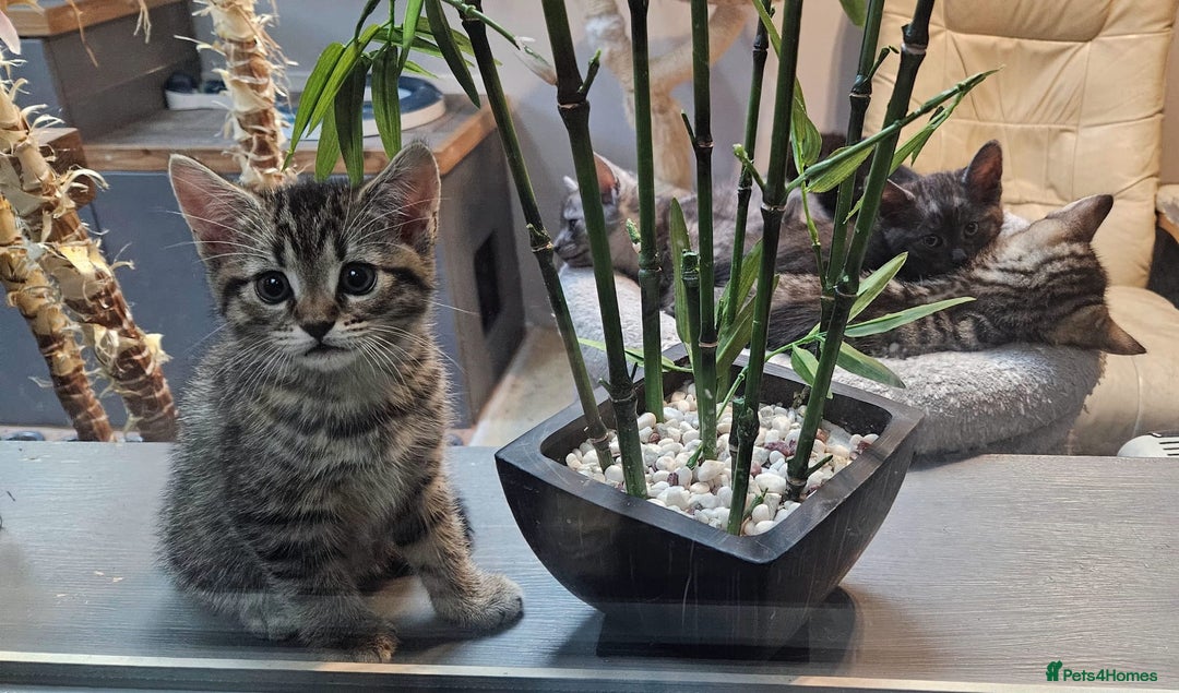 Maine Coon cats for sale: Maine coon cross kittens  - Advert 8