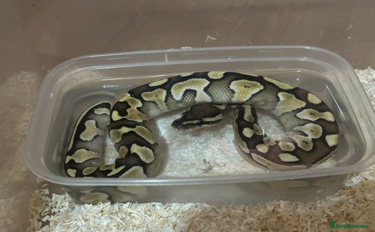 Snake reptiles - Advert 1