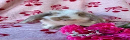 Mini Lop rabbits for sale: Beautiful Pure Bred Mini Lop Bunnies Ready Now - Advert 14