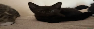 1-Black male