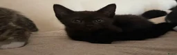 Mixed Breed cats for sale: Kittens looking for a forever home - Advert 23