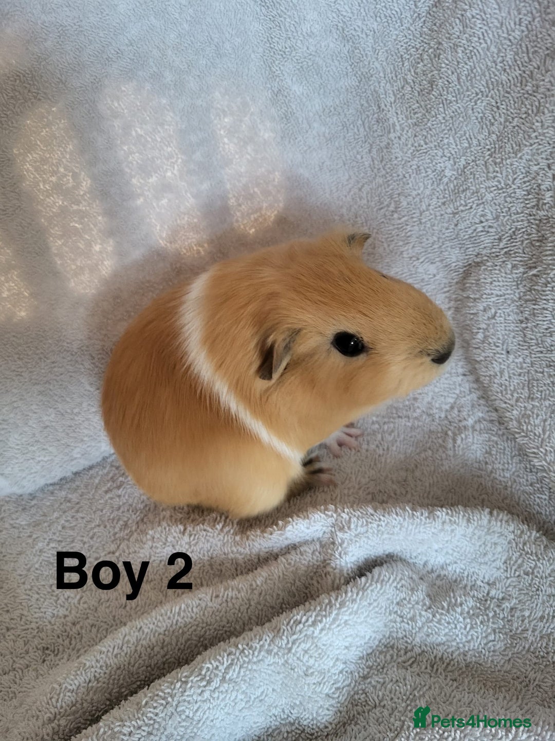 Guinea Pig rodents for sale: Baby Guinea Pigs  - Advert 6