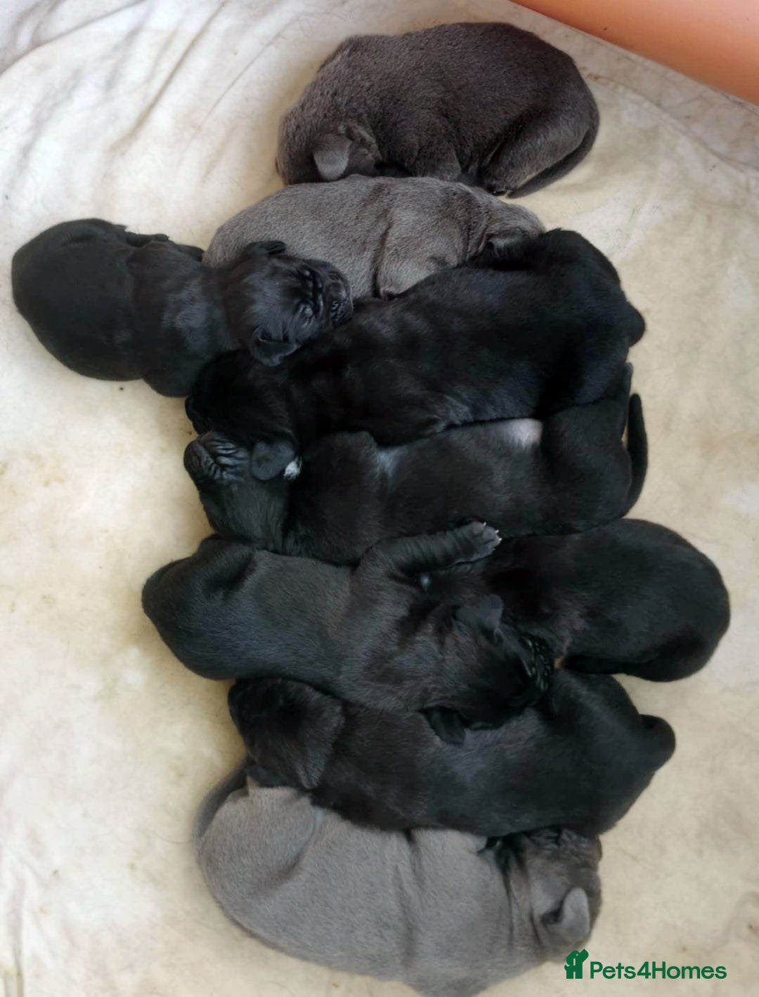 Cane Corso dogs for sale: Cane Corso Puppies from Exceptional Bloodlines - Advert 2