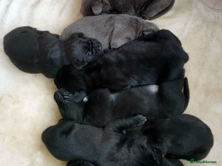 Cane Corso dogs Cane Corso Puppies from Exceptional Bloodlines - Advert 11