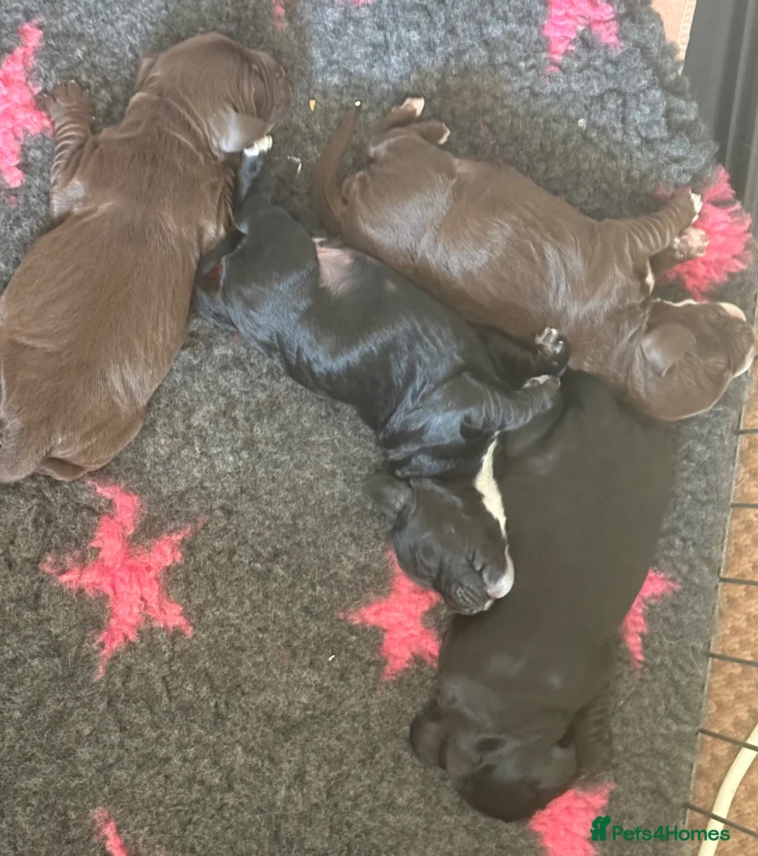 Cocker Spaniel dogs for sale: KC health tested Cocker spaniel puppies - Advert 3