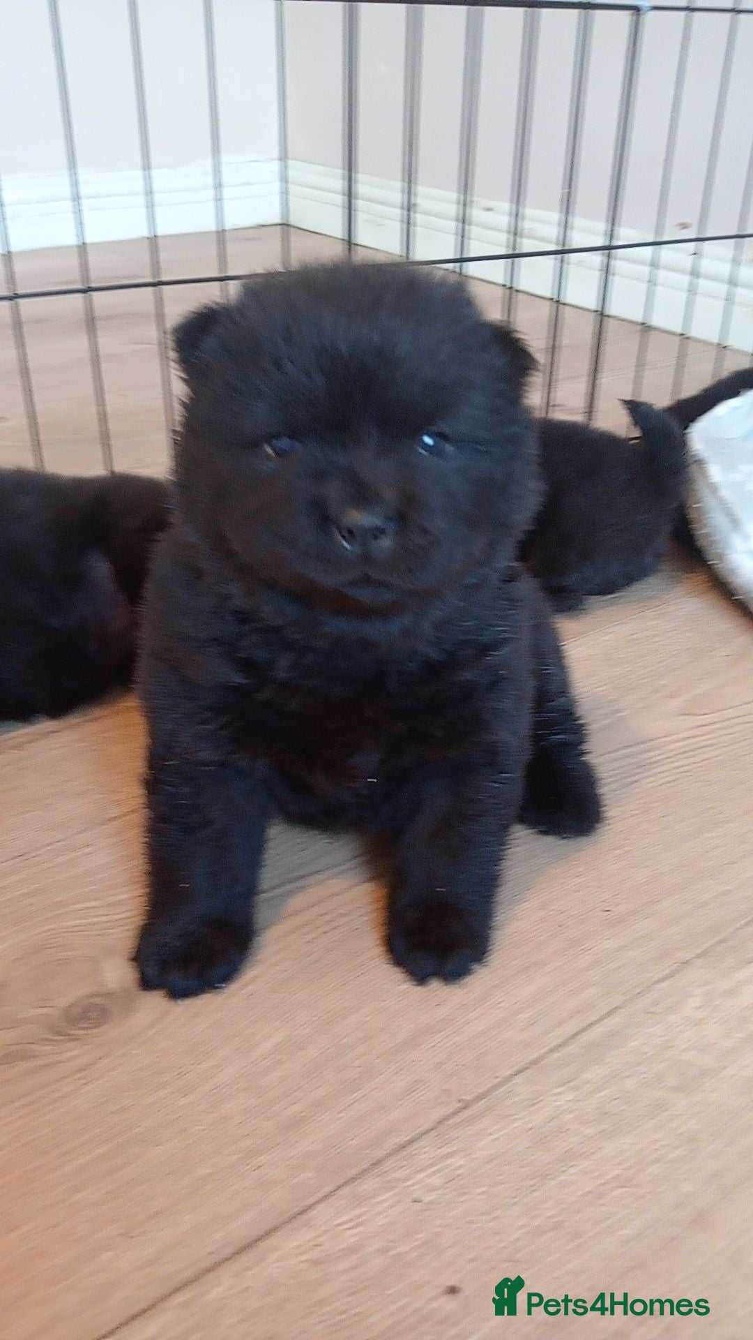 Chow Chow dogs 🐾 Adorable KC Registered Chow Chow Puppies 🐾 - Advert 4