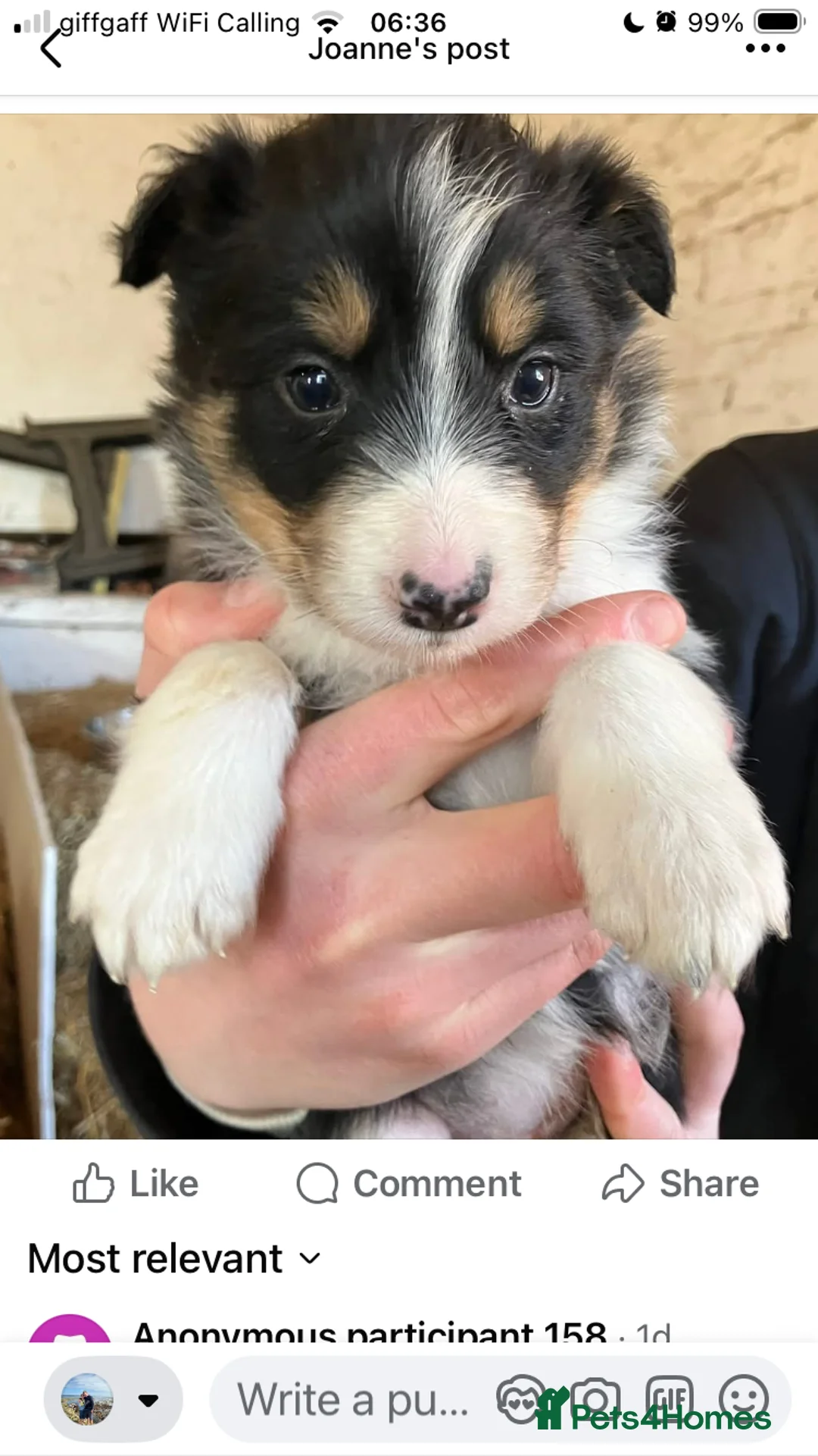 Border Collie dogs for sale: ISDS registered Rough Coat Border Collie Pups  in Nottingham - Advert 2