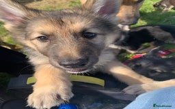 Shepsky dogs for sale: Shepski puppies in Liverpool - Image 28