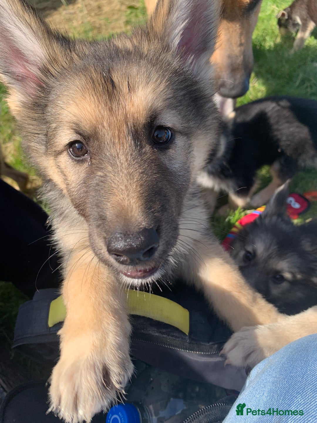 Shepsky dogs for sale: Shepski puppies in Liverpool - Image 28
