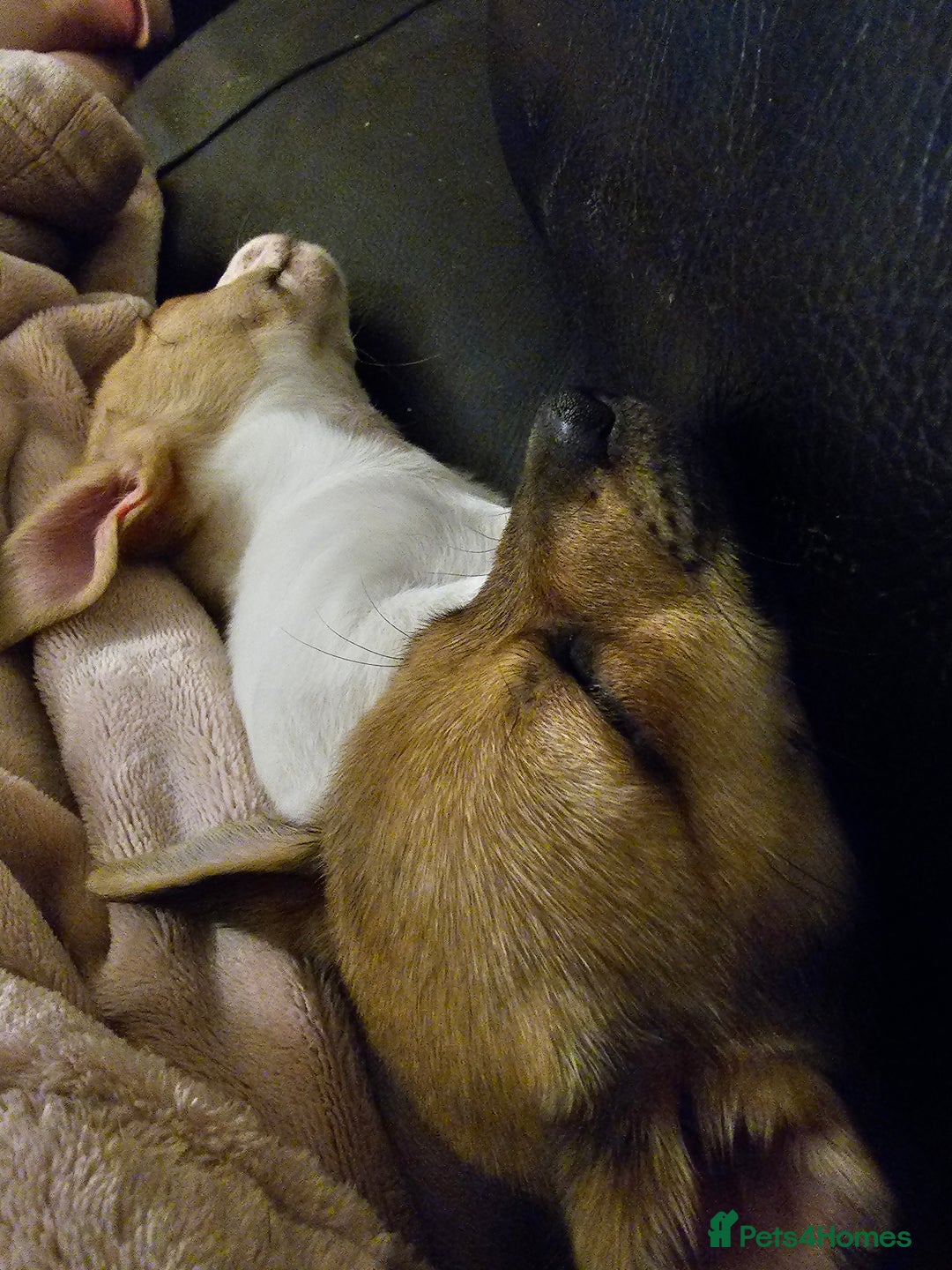 Pomchi dogs for sale: Chihuahua cross puppies  - Advert 8