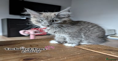 Maine Coon cats - Advert 6
