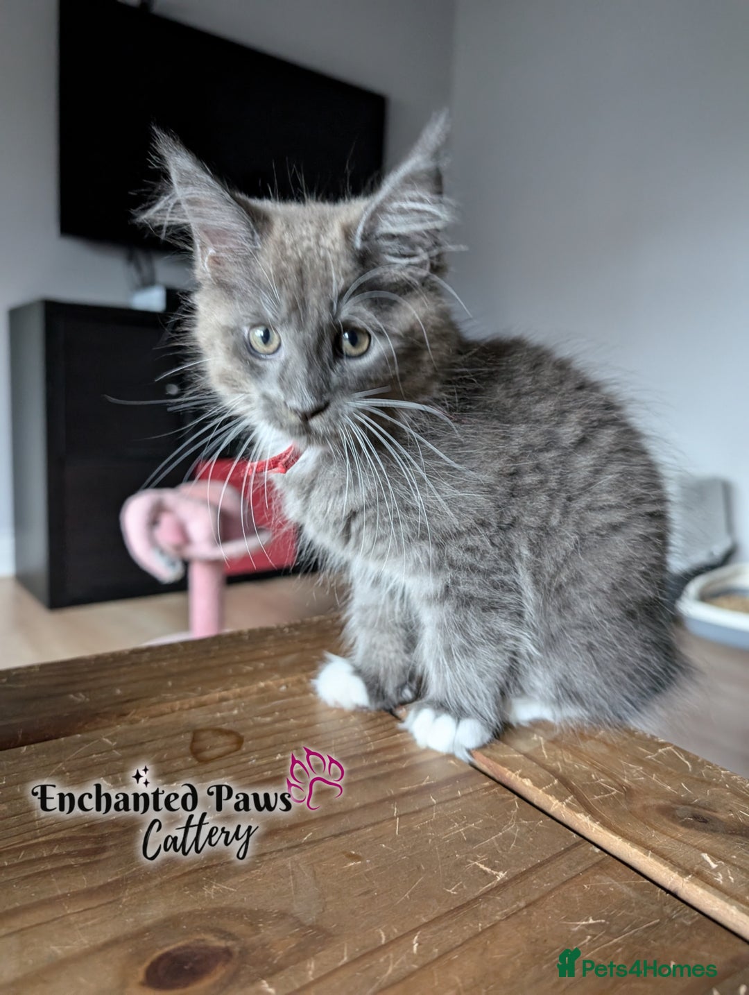 Maine Coon cats for sale: Ready now! 1 boy TICA Registered  - Image 2