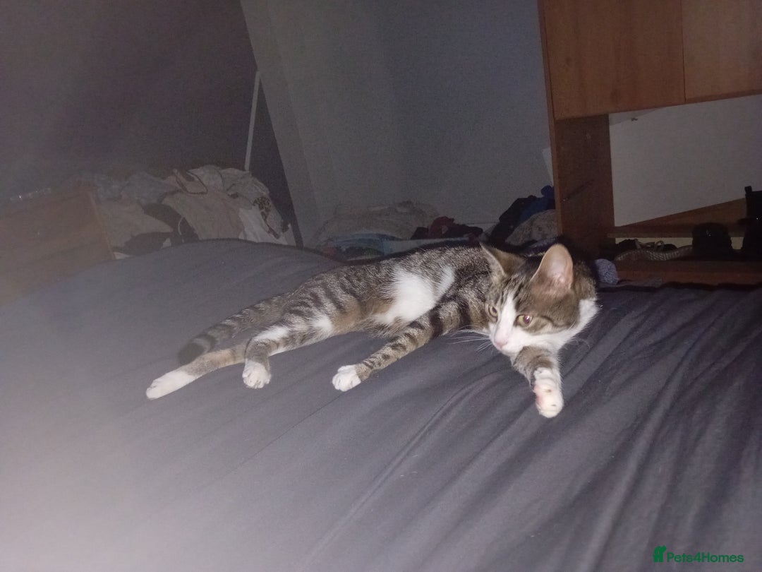 British Shorthair cats for sale: Tabby female cat 5 yrs old  - Image 3