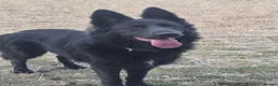German Shepherd dogs for sale: 8 Month old brothers needing a loving forever home - Advert 3