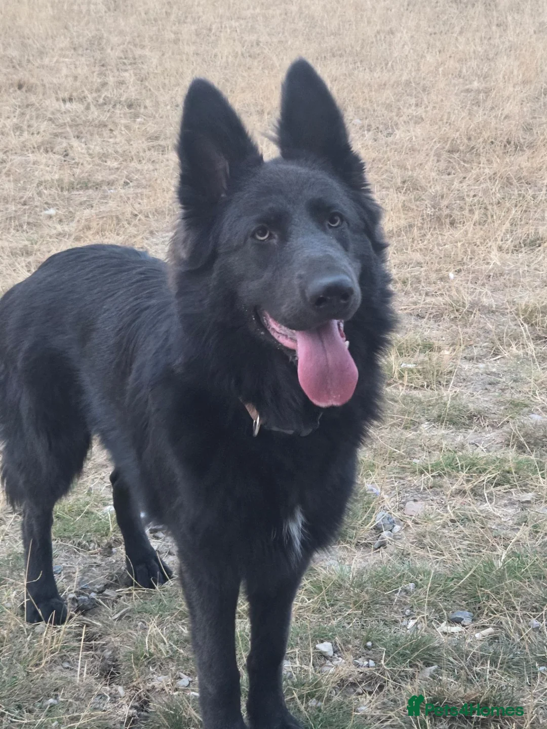 German Shepherd dogs for sale: 8 Month old brothers needing a loving forever home - Advert 3