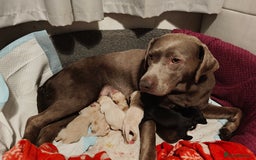 Labrador Retriever dogs for sale: Quality KC reg labs (ideal assistance/therapy dog) - Image 3