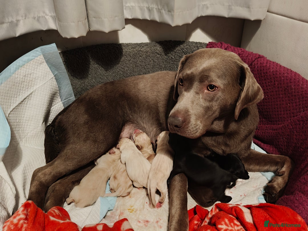 Labrador Retriever dogs for sale: Quality KC reg labs (ideal assistance/therapy dog) - Image 3