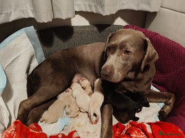 Labrador Retriever dogs - Advert 8