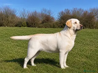 Labrador Retriever dogs Show bred Labrador puppies due - Advert 6
