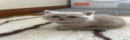 British Shorthair cats for sale: Lilac British Shorthair Kittens in Norwich - Advert 9