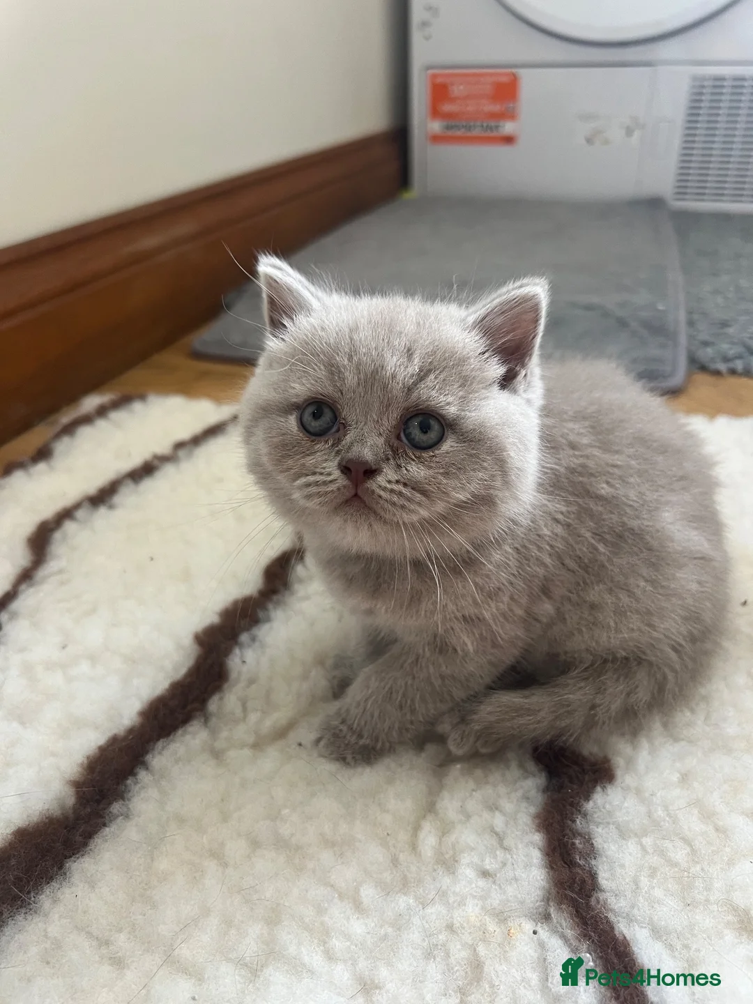 British Shorthair cats for sale: Lilac British Shorthair Kittens in Norwich - Advert 9