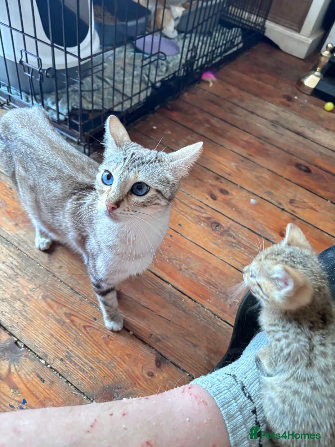 Bengal cats for sale: Gorgeous brown spot bengal kittens Sofa ready  - Image 5