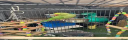 Parrots birds for sale: Ringneck Parrot in Gravesend - Advert 2