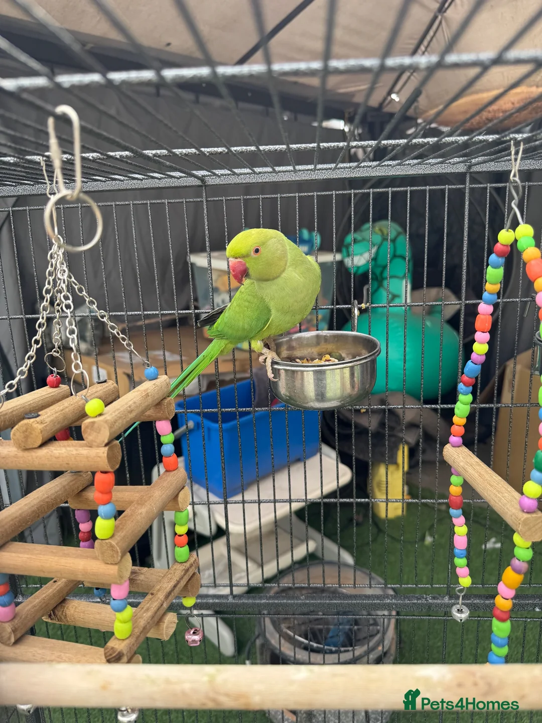 Parrots birds for sale: Ringneck Parrot in Gravesend - Advert 2
