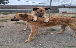 Mixed Breed dogs for adoption: Urgent 🚨 Can you please offer me a home 🏡  - Advert 12