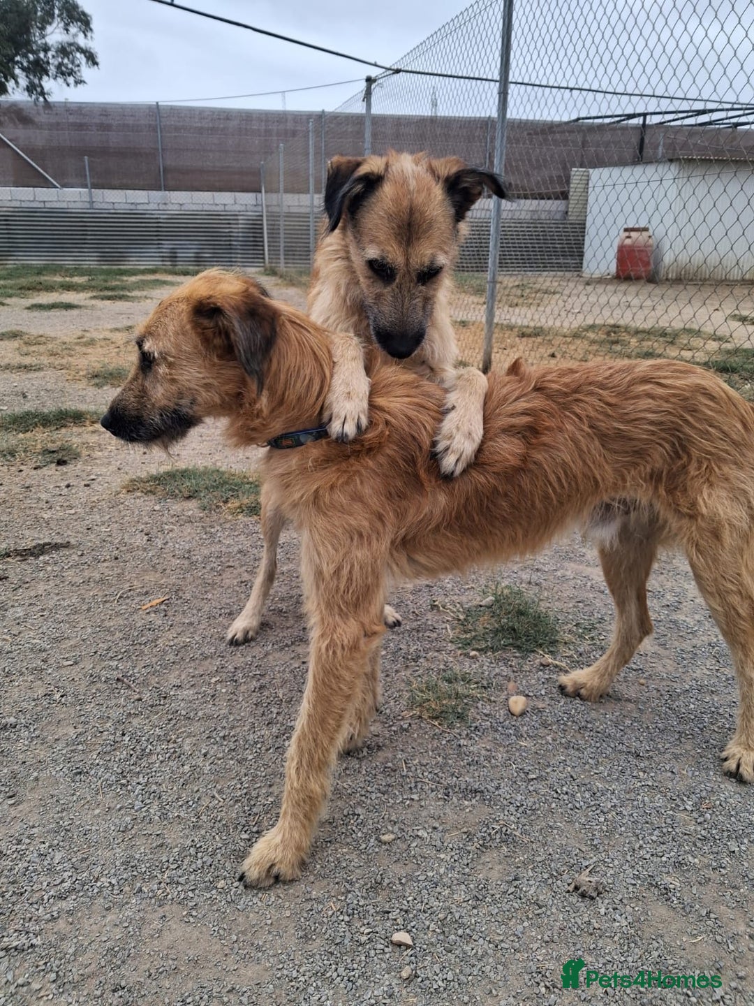 Mixed Breed dogs for adoption: Urgent 🚨 Can you please offer me a home 🏡  - Advert 12