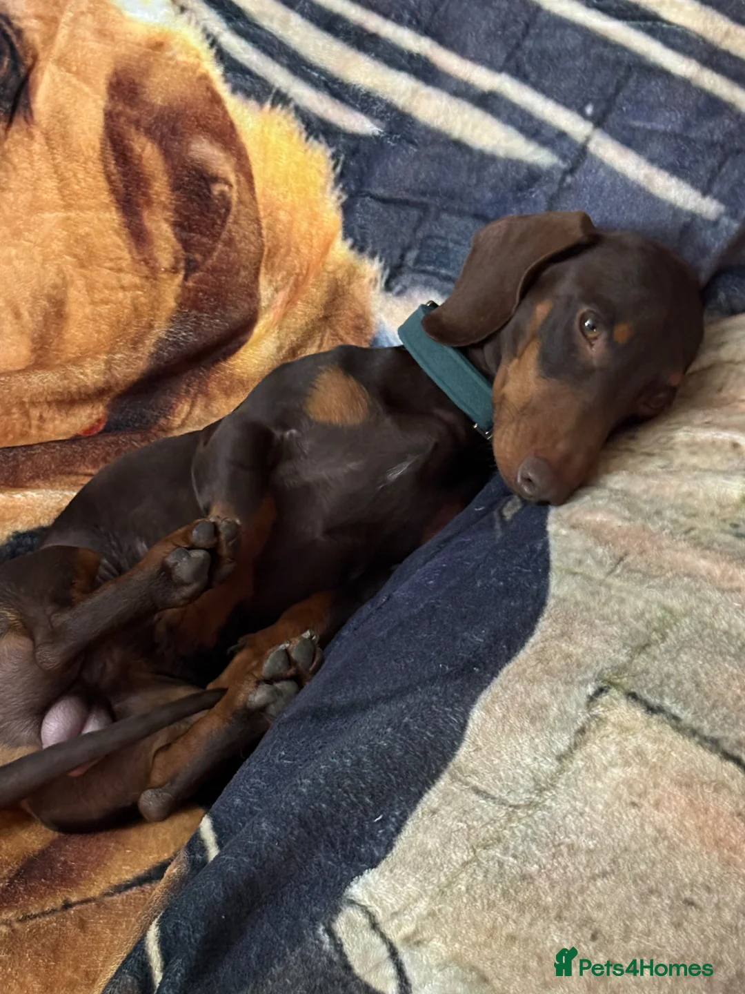 Miniature Dachshund dogs for stud: Proven Miniature Dashhound For Stud  - Advert 2