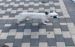French Bulldog dogs for sale: Beautiful female French bulldog needs a home - Image 3
