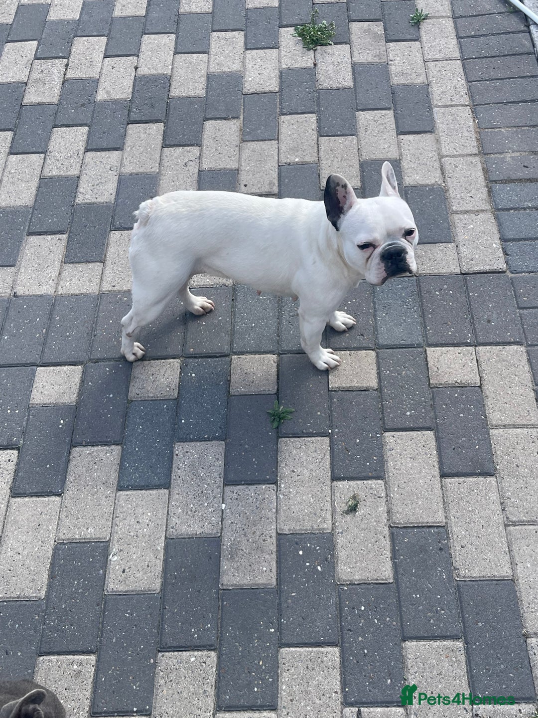 French Bulldog dogs for sale: Beautiful female French bulldog needs a home - Image 3