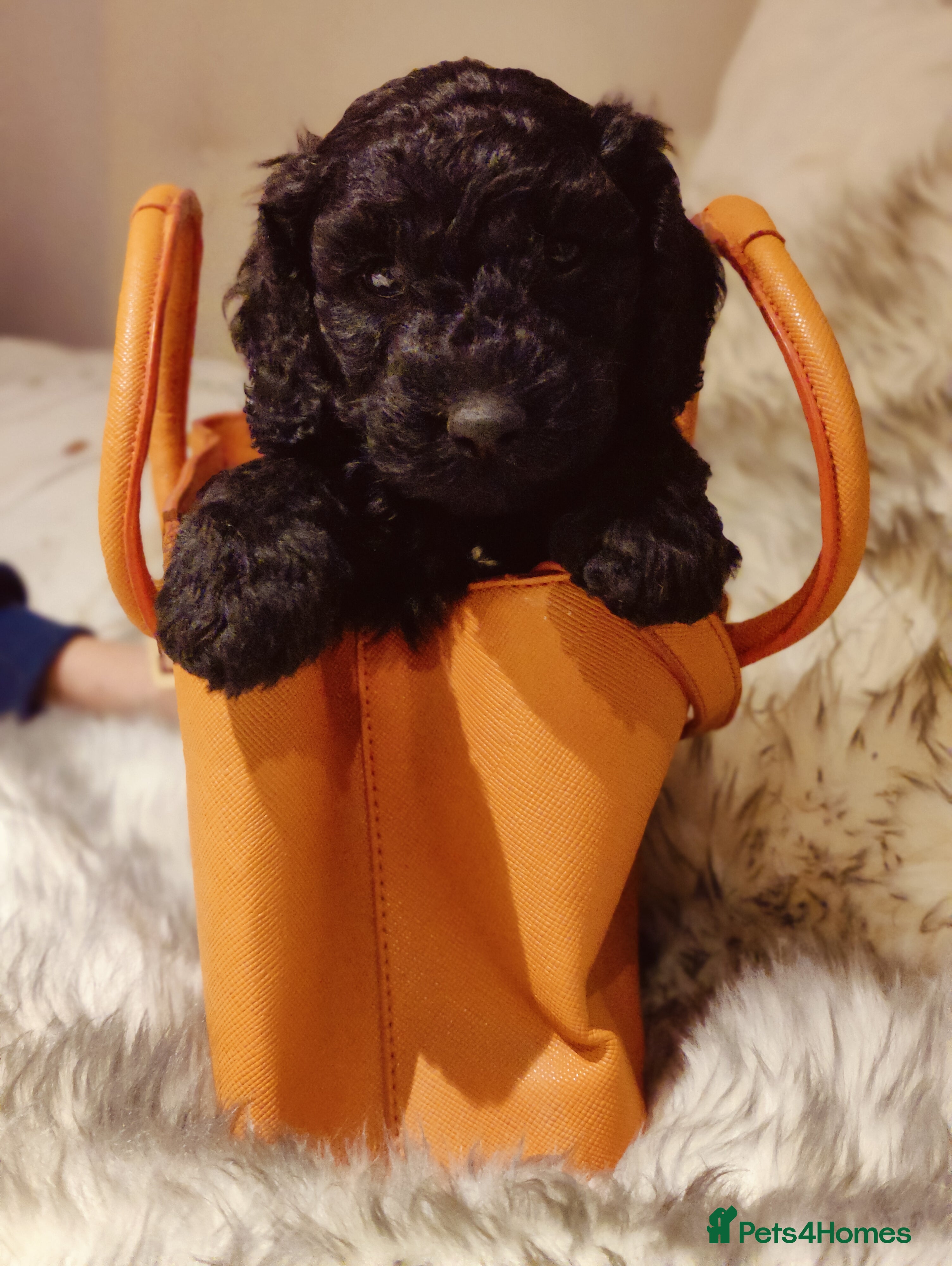 Labradoodle dogs Beautiful labradoodle puppies  - Advert 6