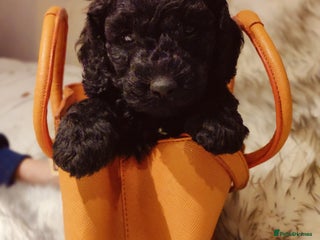 Labradoodle dogs Beautiful labradoodle puppies - Advert 6