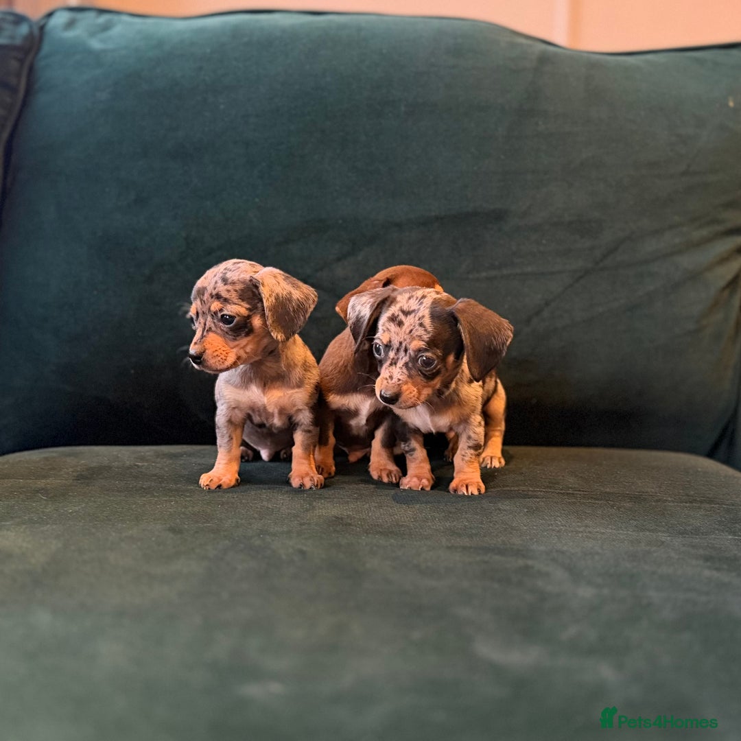 Mixed Breed dogs for sale: Chihuahua cross dachshund puppies  - Advert 9