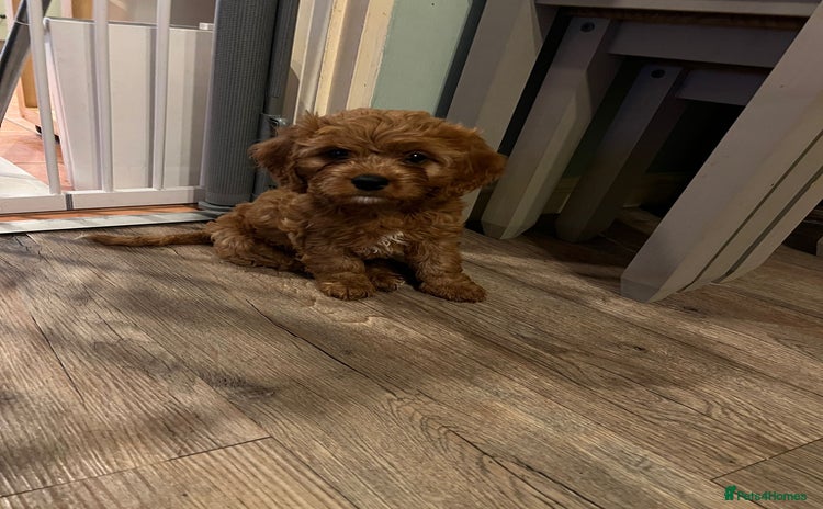 Cavapoo dogs - Advert 2